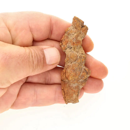 Get your Unique Madagascan Coprolite Fossil – Prehistoric Trace Fossil online now or in store at Forever Gems in Franschhoek, South Africa