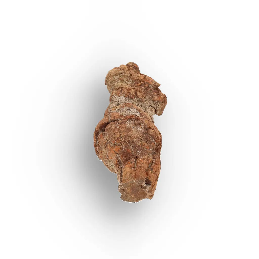 Get your Unique Madagascan Coprolite Fossil – Prehistoric Trace Fossil online now or in store at Forever Gems in Franschhoek, South Africa
