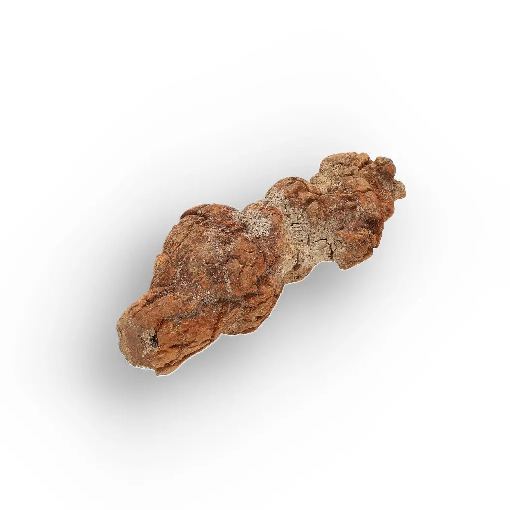 Get your Unique Madagascan Coprolite Fossil – Prehistoric Trace Fossil online now or in store at Forever Gems in Franschhoek, South Africa