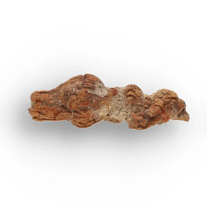 Get your Unique Madagascan Coprolite Fossil – Prehistoric Trace Fossil online now or in store at Forever Gems in Franschhoek, South Africa