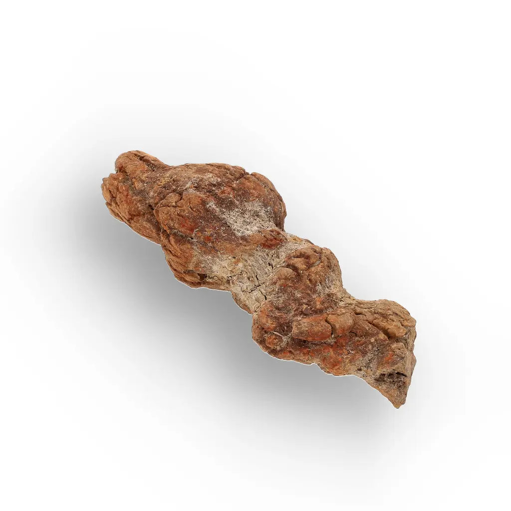 Get your Unique Madagascan Coprolite Fossil – Prehistoric Trace Fossil online now or in store at Forever Gems in Franschhoek, South Africa