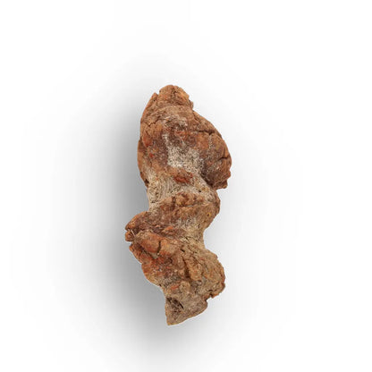 Get your Unique Madagascan Coprolite Fossil – Prehistoric Trace Fossil online now or in store at Forever Gems in Franschhoek, South Africa