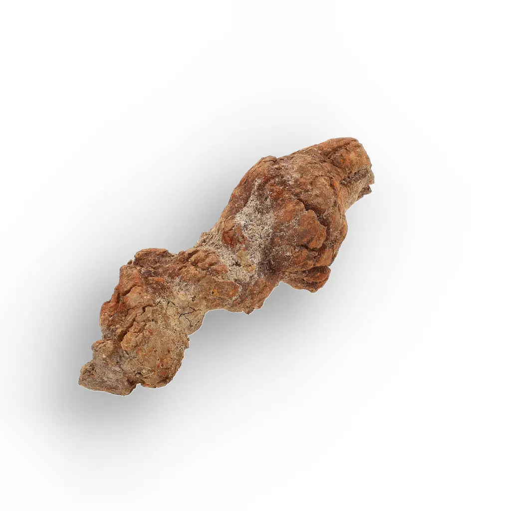 Get your Unique Madagascan Coprolite Fossil – Prehistoric Trace Fossil online now or in store at Forever Gems in Franschhoek, South Africa