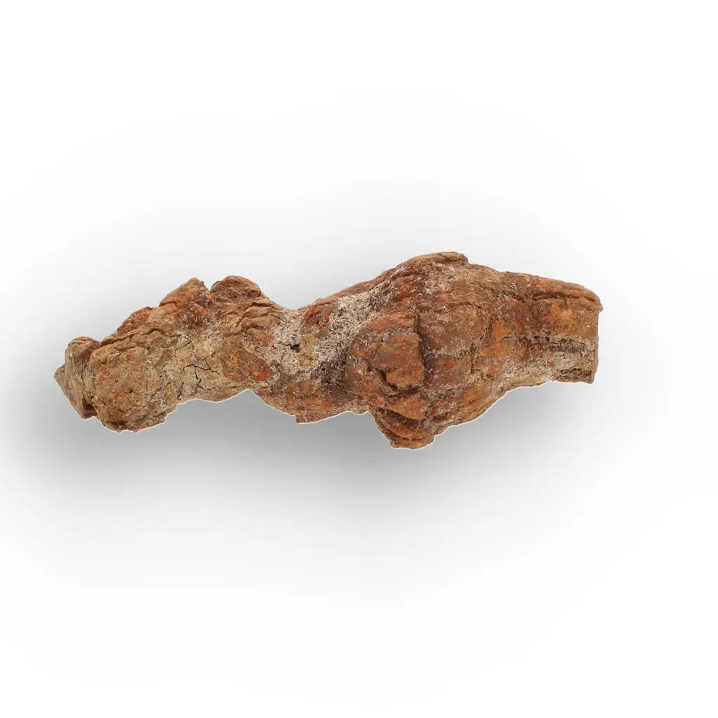 Get your Unique Madagascan Coprolite Fossil – Prehistoric Trace Fossil online now or in store at Forever Gems in Franschhoek, South Africa