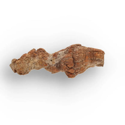 Get your Unique Madagascan Coprolite Fossil – Prehistoric Trace Fossil online now or in store at Forever Gems in Franschhoek, South Africa