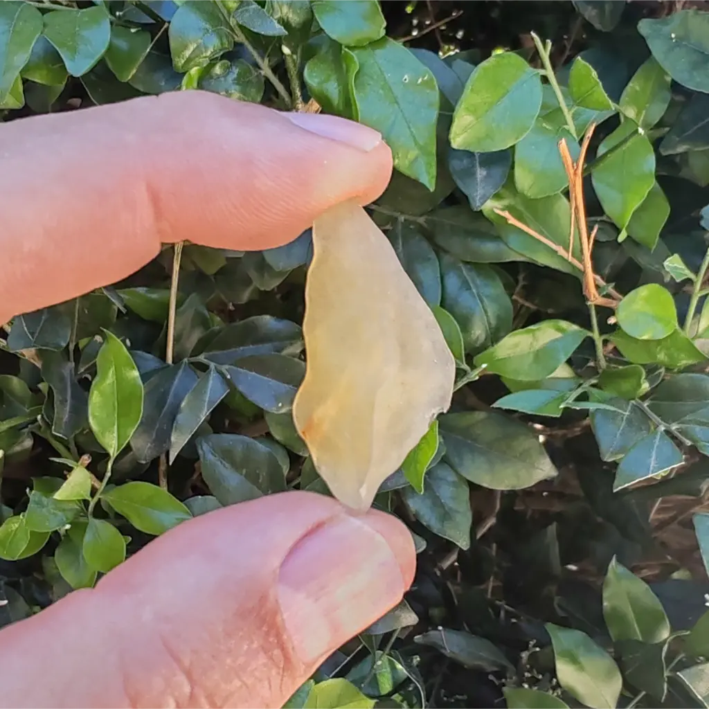 Get your 4g Libyan Desert Glass - Honey-Colored Impact Glass from the Sahara's Hidden Treasure online now or in store at Forever Gems in Franschhoek, South Africa