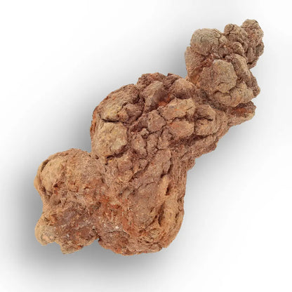 Get your Mahajanga Madagascar Coprolite – Authentic Dinosaur Era Fossil online now or in store at Forever Gems in Franschhoek, South Africa