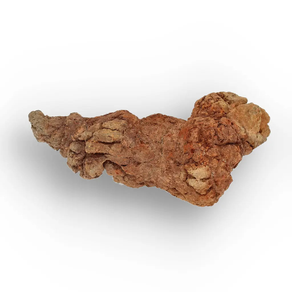 Get your Mahajanga Madagascar Coprolite – Authentic Dinosaur Era Fossil online now or in store at Forever Gems in Franschhoek, South Africa
