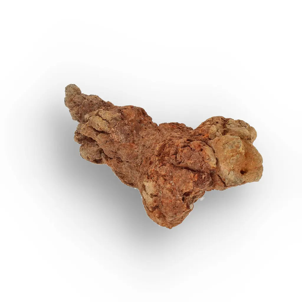 Get your Mahajanga Madagascar Coprolite – Authentic Dinosaur Era Fossil online now or in store at Forever Gems in Franschhoek, South Africa
