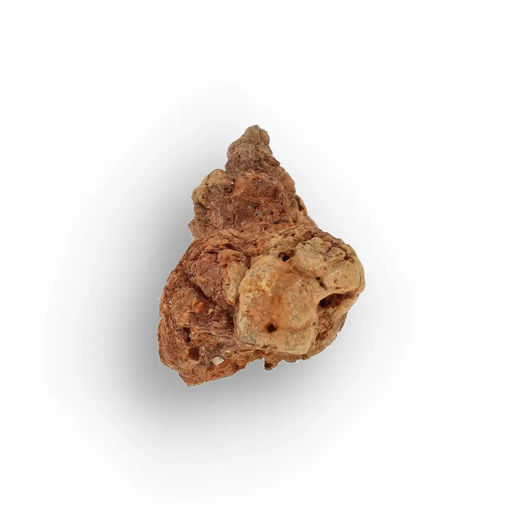 Get your Mahajanga Madagascar Coprolite – Authentic Dinosaur Era Fossil online now or in store at Forever Gems in Franschhoek, South Africa