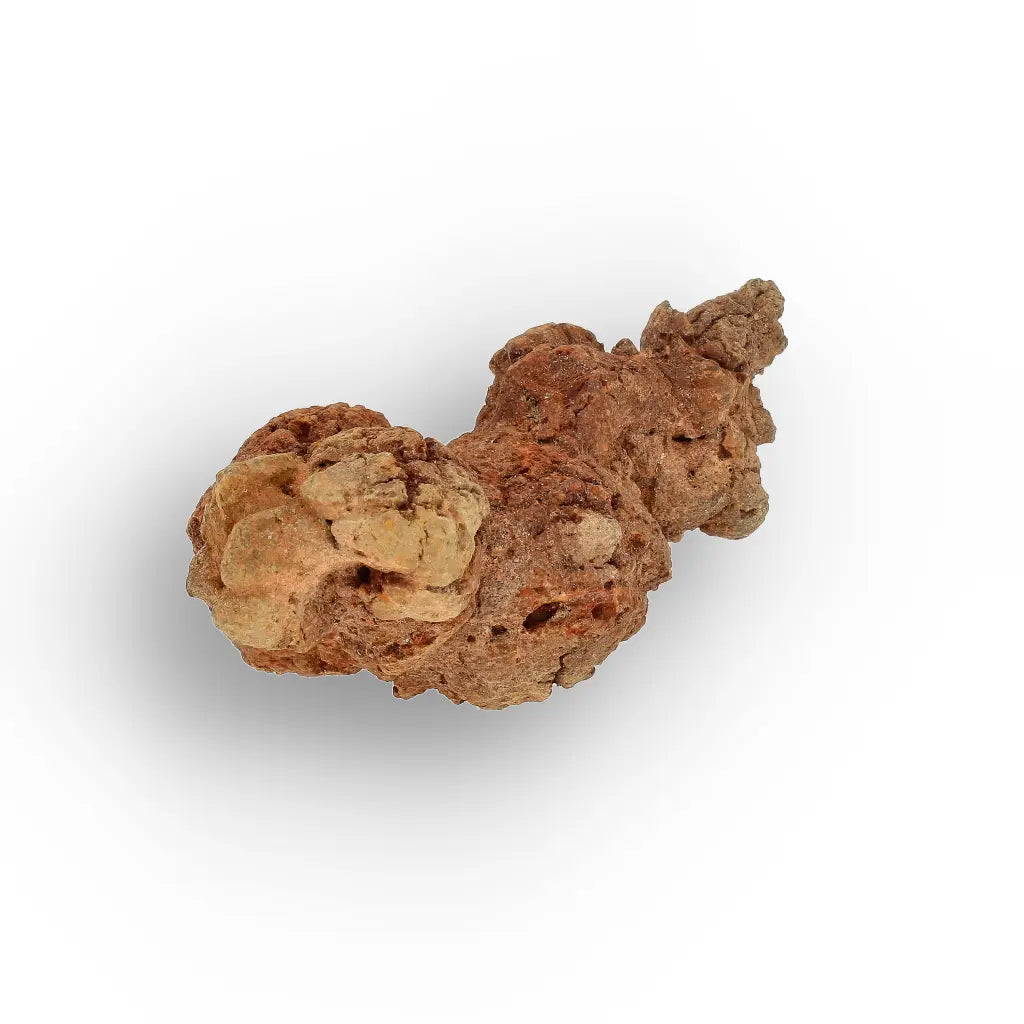 Get your Mahajanga Madagascar Coprolite – Authentic Dinosaur Era Fossil online now or in store at Forever Gems in Franschhoek, South Africa