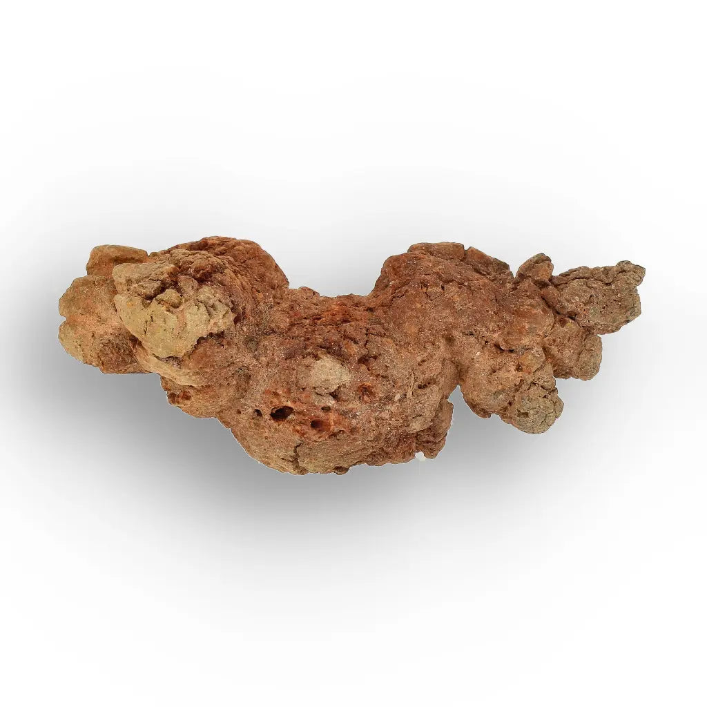 Get your Mahajanga Madagascar Coprolite – Authentic Dinosaur Era Fossil online now or in store at Forever Gems in Franschhoek, South Africa