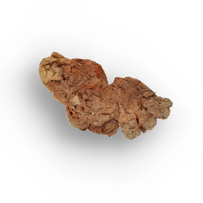 Get your Mahajanga Madagascar Coprolite – Authentic Dinosaur Era Fossil online now or in store at Forever Gems in Franschhoek, South Africa