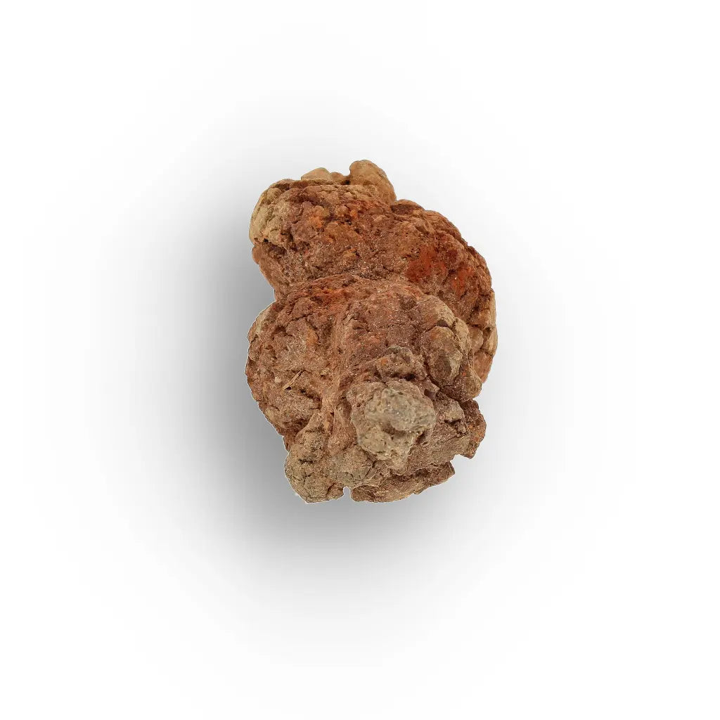 Get your Mahajanga Madagascar Coprolite – Authentic Dinosaur Era Fossil online now or in store at Forever Gems in Franschhoek, South Africa