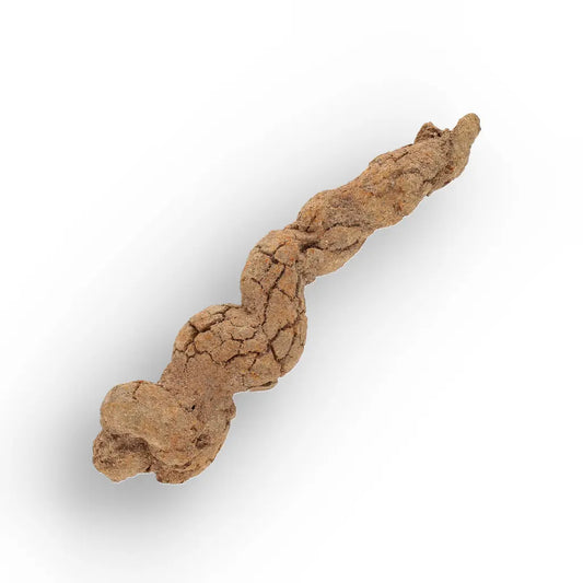 Get your Mahajanga Madagascar Coprolite – Authentic Dinosaur Era Fossil online now or in store at Forever Gems in Franschhoek, South Africa
