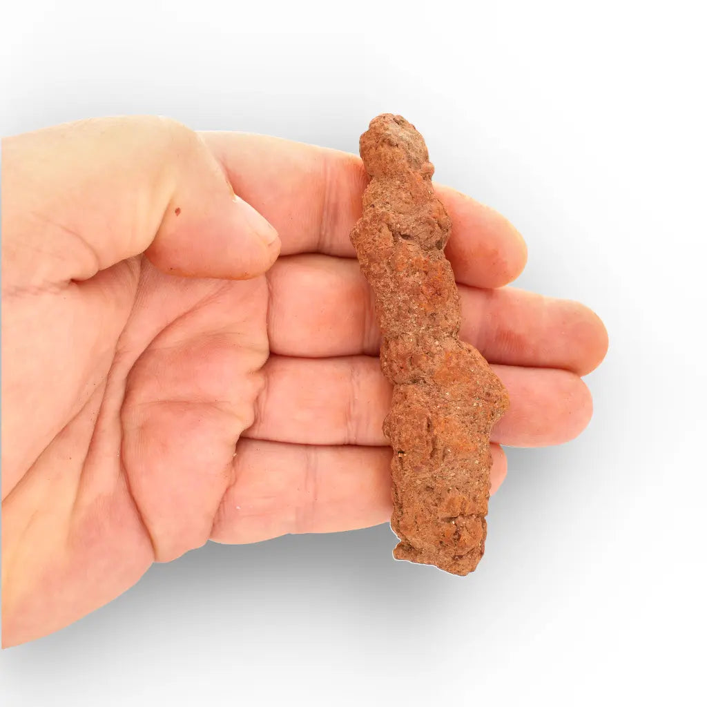 Get your Authentic Madagascan Coprolite Fossil with Segmented Form online now or in store at Forever Gems in Franschhoek, South Africa