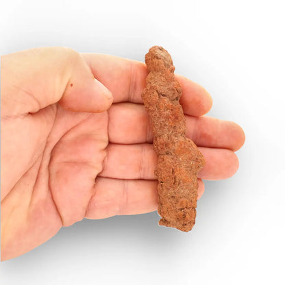 Get your Authentic Madagascan Coprolite Fossil with Segmented Form online now or in store at Forever Gems in Franschhoek, South Africa
