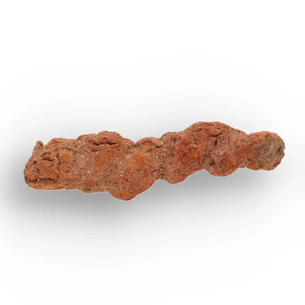 Get your Authentic Madagascan Coprolite Fossil with Segmented Form online now or in store at Forever Gems in Franschhoek, South Africa