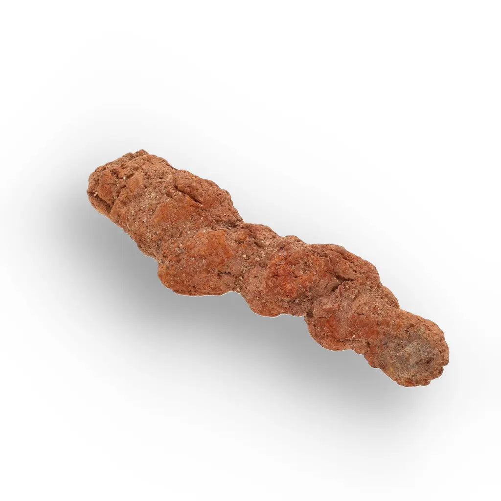 Get your Authentic Madagascan Coprolite Fossil with Segmented Form online now or in store at Forever Gems in Franschhoek, South Africa