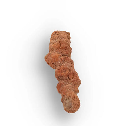 Get your Authentic Madagascan Coprolite Fossil with Segmented Form online now or in store at Forever Gems in Franschhoek, South Africa