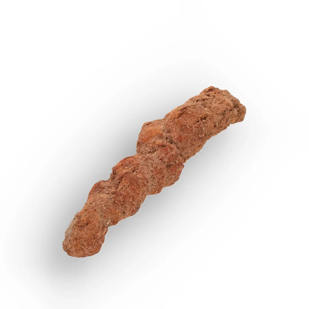 Get your Authentic Madagascan Coprolite Fossil with Segmented Form online now or in store at Forever Gems in Franschhoek, South Africa
