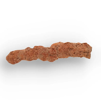 Get your Authentic Madagascan Coprolite Fossil with Segmented Form online now or in store at Forever Gems in Franschhoek, South Africa