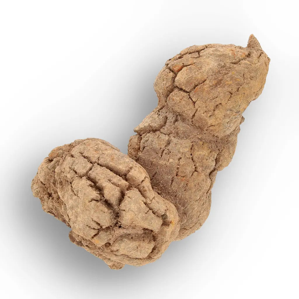 Get your Rare Coprolite Fossil from Madagascar – Perfect Collector Gift online now or in store at Forever Gems in Franschhoek, South Africa