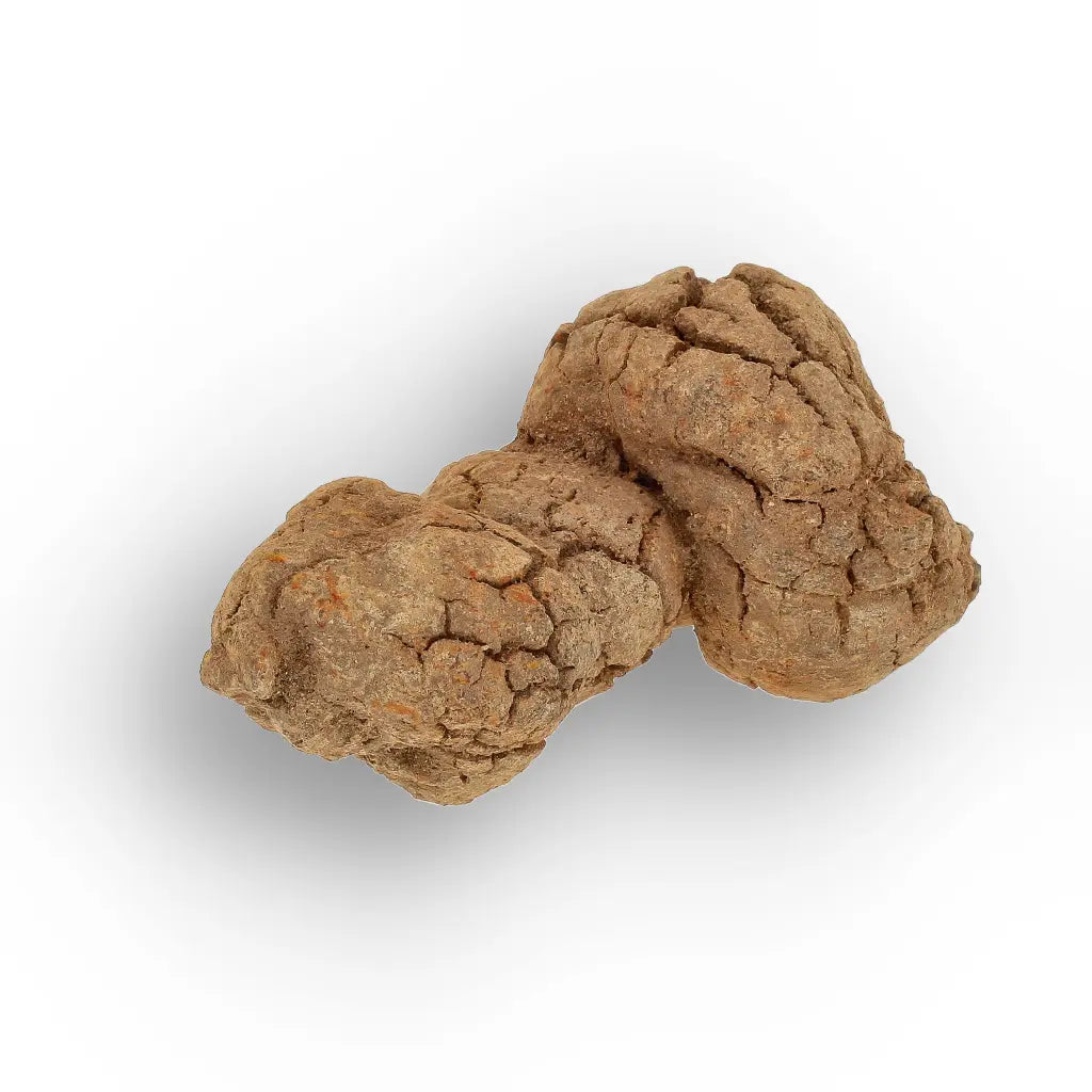 Get your Rare Coprolite Fossil from Madagascar – Perfect Collector Gift online now or in store at Forever Gems in Franschhoek, South Africa