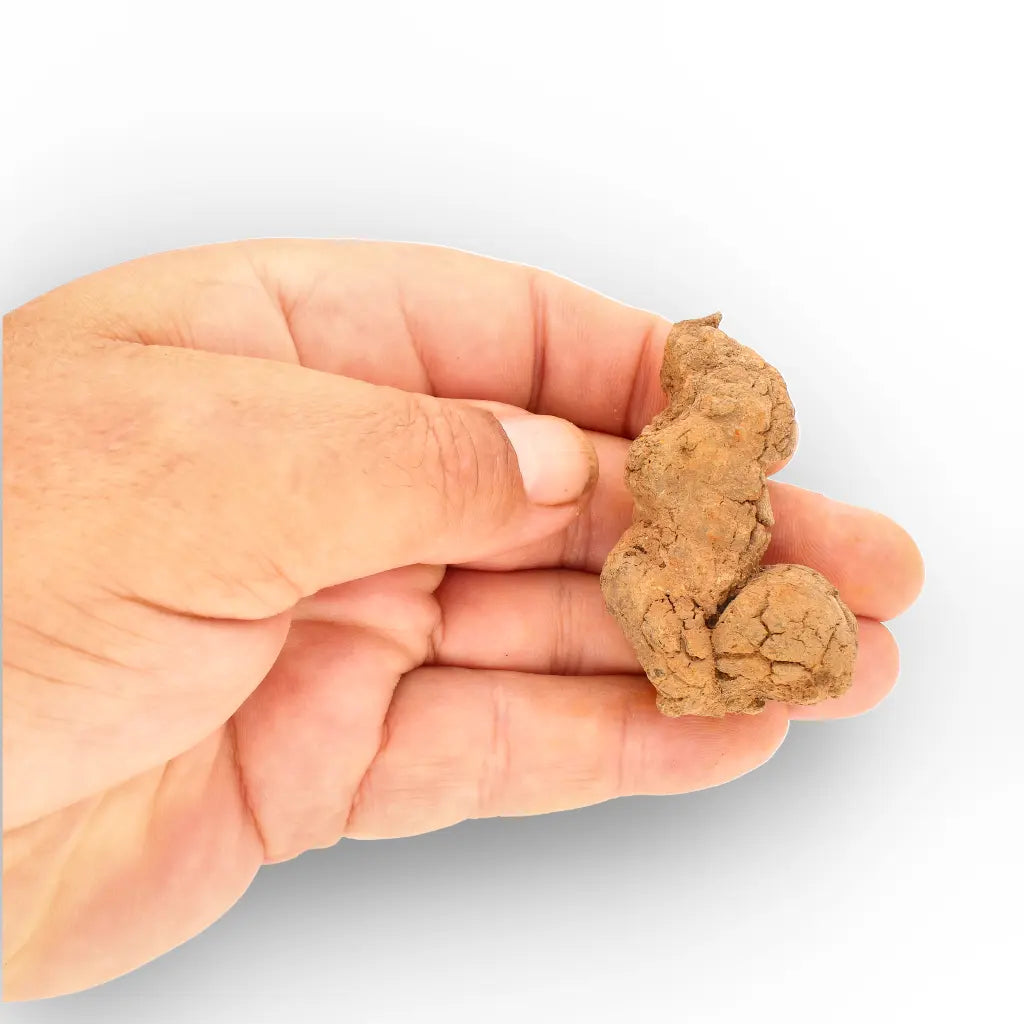 Get your Rare Coprolite Fossil from Madagascar – Perfect Collector Gift online now or in store at Forever Gems in Franschhoek, South Africa