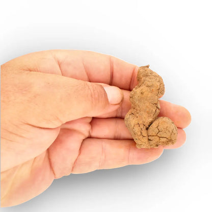 Get your Rare Coprolite Fossil from Madagascar – Perfect Collector Gift online now or in store at Forever Gems in Franschhoek, South Africa
