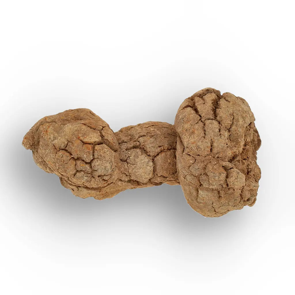 Get your Rare Coprolite Fossil from Madagascar – Perfect Collector Gift online now or in store at Forever Gems in Franschhoek, South Africa