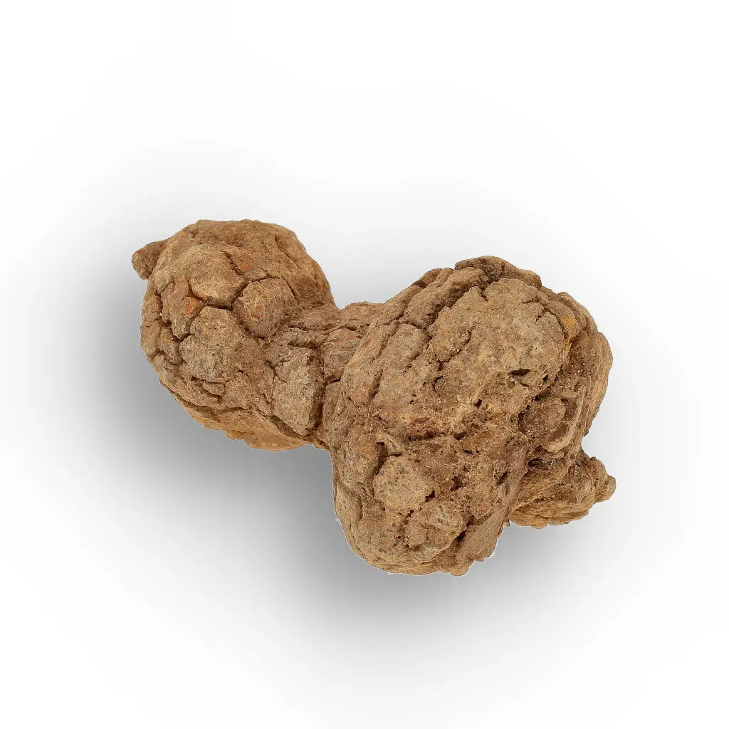 Get your Rare Coprolite Fossil from Madagascar – Perfect Collector Gift online now or in store at Forever Gems in Franschhoek, South Africa