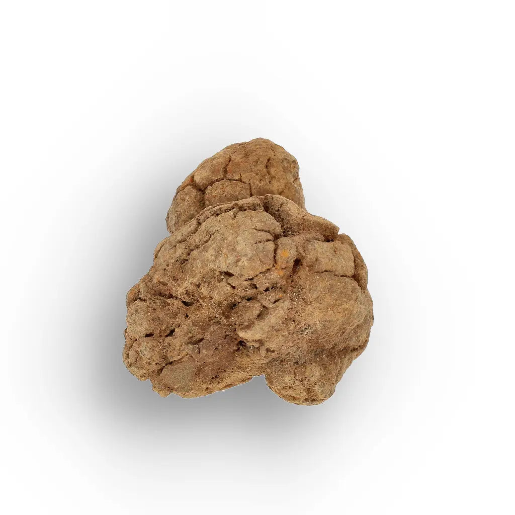 Get your Rare Coprolite Fossil from Madagascar – Perfect Collector Gift online now or in store at Forever Gems in Franschhoek, South Africa