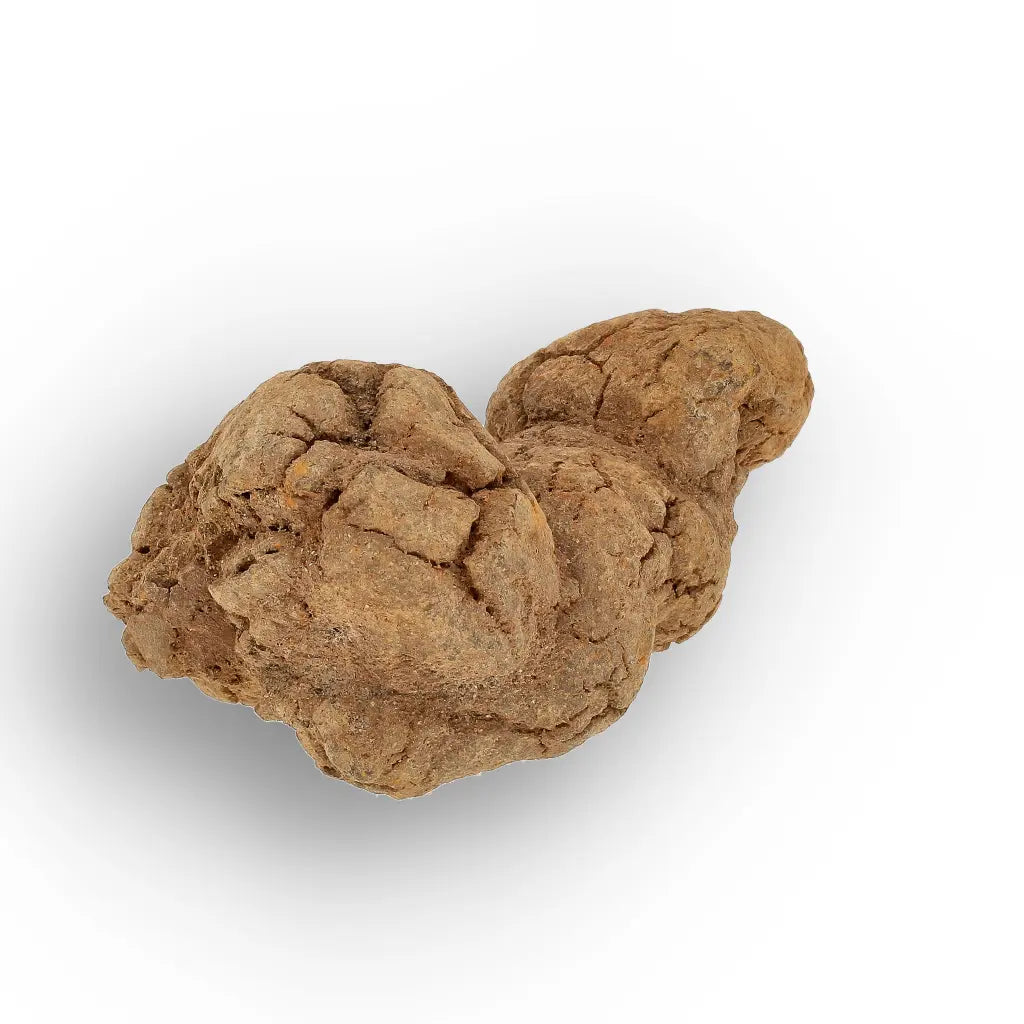 Get your Rare Coprolite Fossil from Madagascar – Perfect Collector Gift online now or in store at Forever Gems in Franschhoek, South Africa