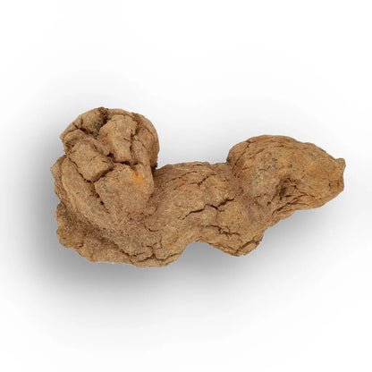 Get your Rare Coprolite Fossil from Madagascar – Perfect Collector Gift online now or in store at Forever Gems in Franschhoek, South Africa