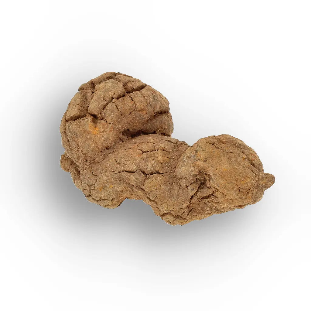 Get your Rare Coprolite Fossil from Madagascar – Perfect Collector Gift online now or in store at Forever Gems in Franschhoek, South Africa