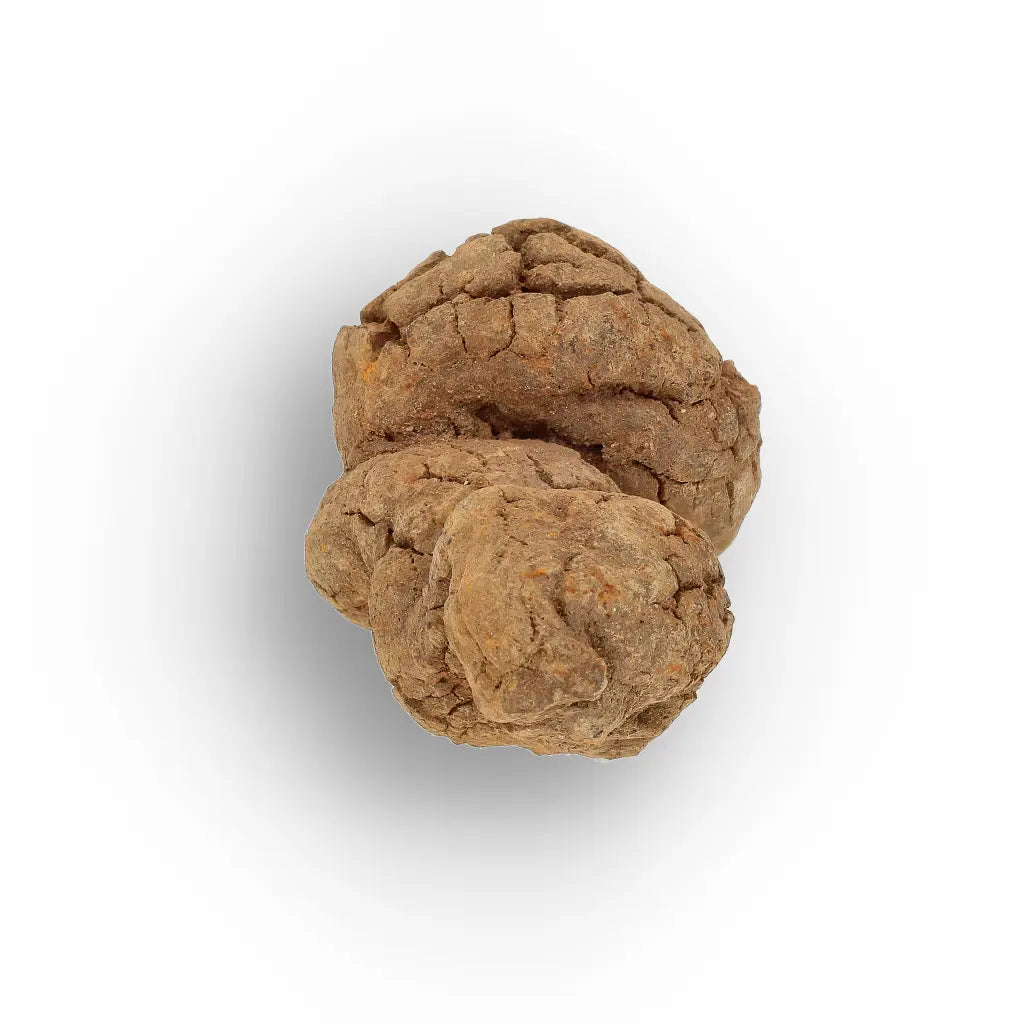 Get your Rare Coprolite Fossil from Madagascar – Perfect Collector Gift online now or in store at Forever Gems in Franschhoek, South Africa