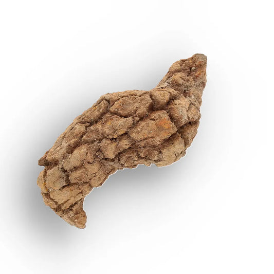 Get your Rare Coprolite Fossil from Madagascar – Perfect Collector Gift online now or in store at Forever Gems in Franschhoek, South Africa
