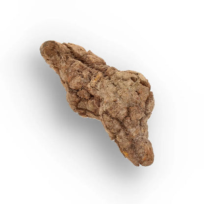 Get your Rare Coprolite Fossil from Madagascar – Perfect Collector Gift online now or in store at Forever Gems in Franschhoek, South Africa