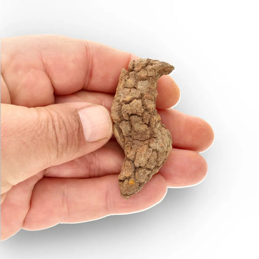 Get your Rare Coprolite Fossil from Madagascar – Perfect Collector Gift online now or in store at Forever Gems in Franschhoek, South Africa