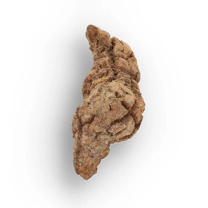 Get your Rare Coprolite Fossil from Madagascar – Perfect Collector Gift online now or in store at Forever Gems in Franschhoek, South Africa