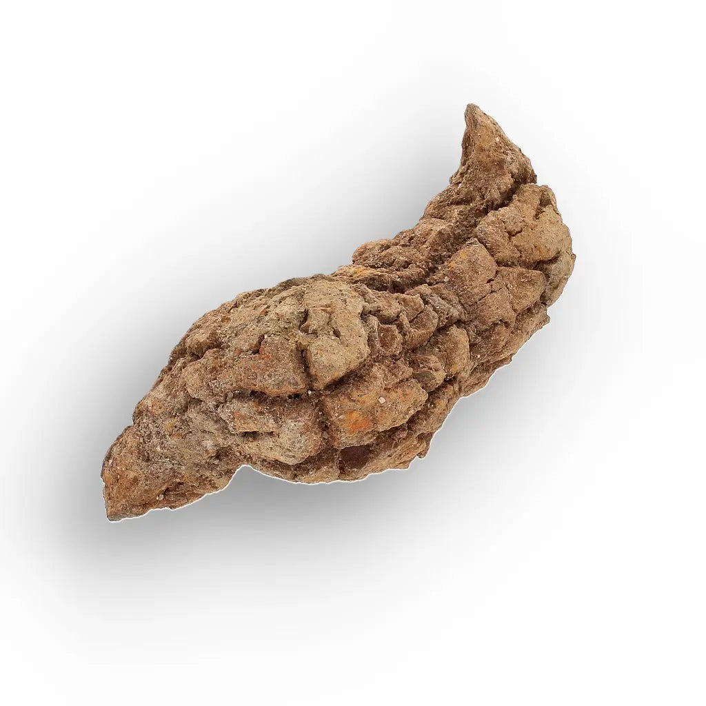 Get your Rare Coprolite Fossil from Madagascar – Perfect Collector Gift online now or in store at Forever Gems in Franschhoek, South Africa