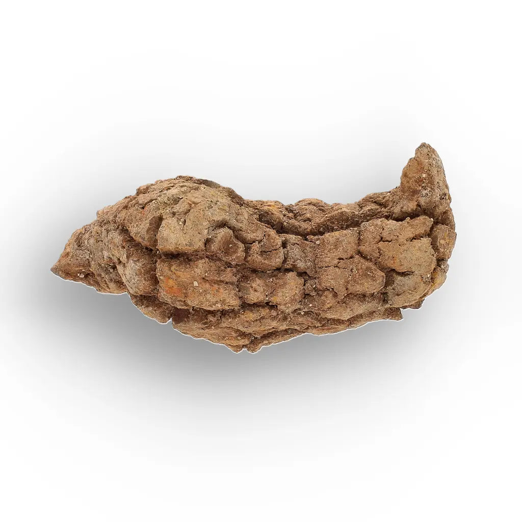 Get your Rare Coprolite Fossil from Madagascar – Perfect Collector Gift online now or in store at Forever Gems in Franschhoek, South Africa