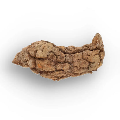 Get your Rare Coprolite Fossil from Madagascar – Perfect Collector Gift online now or in store at Forever Gems in Franschhoek, South Africa