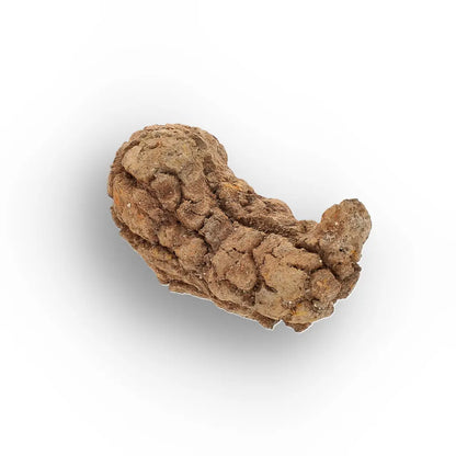Get your Rare Coprolite Fossil from Madagascar – Perfect Collector Gift online now or in store at Forever Gems in Franschhoek, South Africa
