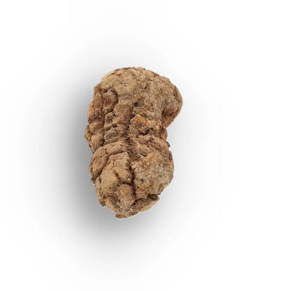 Get your Rare Coprolite Fossil from Madagascar – Perfect Collector Gift online now or in store at Forever Gems in Franschhoek, South Africa