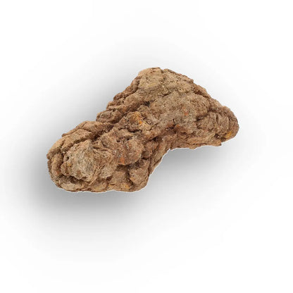 Get your Rare Coprolite Fossil from Madagascar – Perfect Collector Gift online now or in store at Forever Gems in Franschhoek, South Africa