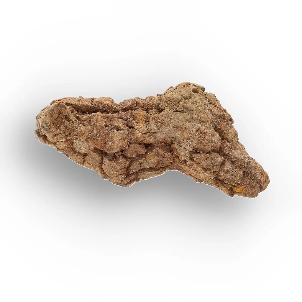 Get your Rare Coprolite Fossil from Madagascar – Perfect Collector Gift online now or in store at Forever Gems in Franschhoek, South Africa