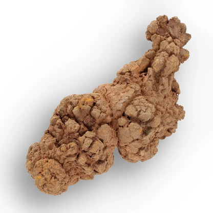Get your Prehistoric Coprolite Fossil Madagascar – Genuine Trace Evidence online now or in store at Forever Gems in Franschhoek, South Africa