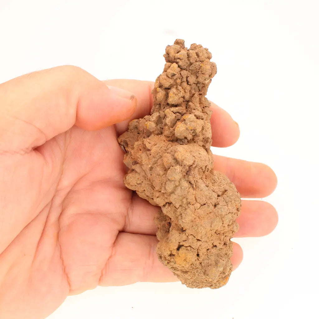 Get your Prehistoric Coprolite Fossil Madagascar – Genuine Trace Evidence online now or in store at Forever Gems in Franschhoek, South Africa